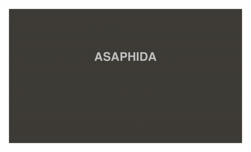 ASAPHIDA ASAPHIDA