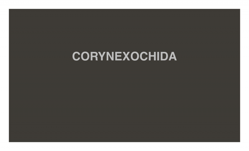CORYNEXOCHIDA CORYNEXOCHIDA