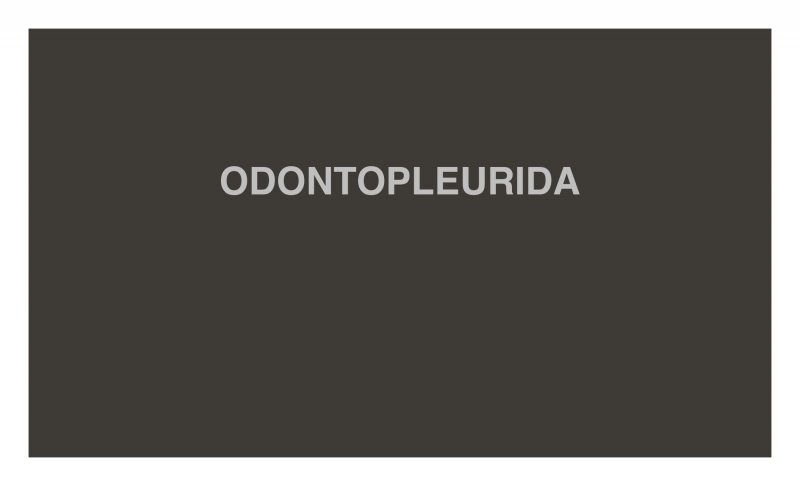 ODONTOPLEURIDA ODONTOPLEURIDA