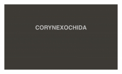 CORYNEXOCHIDA