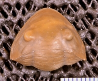 MPEP673-08a
