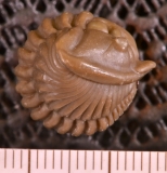 MPEP673-19