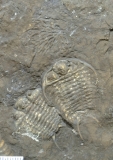 MPEP674-22c