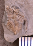MPEP676-07