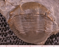 MPEP676-20