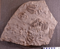 MPEP676-21