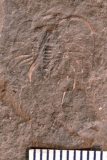 MPEP676-22j