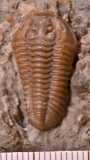 MPEP677-03