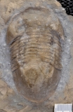 MPEP677-05