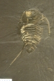 MPEP680-03