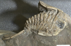 MPEP681-01
