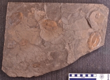 MPEP684-04