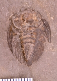 MPEP686-02