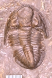 MPEP688-01