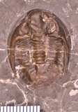 MPEP688-04