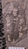 MPEP688-05