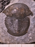 MPEP688-07
