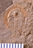 MPEP693-01