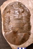 MPEP694-01