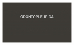 ODONTOPLEURIDA