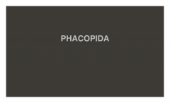 PHACOPIDA