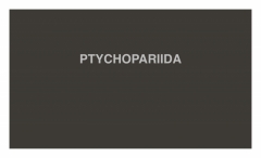 PTYCHOPARIIDA