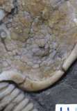 MPEP390.6c-Amecystis-laevis