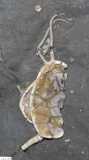 MPEP390.6d-Amecystis-laevis