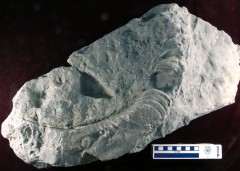 MPEP474-01
