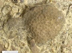 MPEP521-34