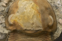 MPEP472-02