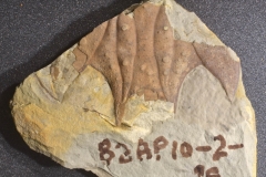 MPEP480-01