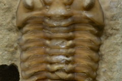 MPEP490-01