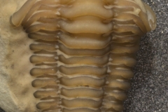 MPEP490-20