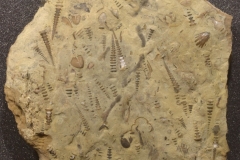MPEP495-06