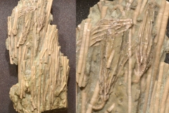 MPEP504-01