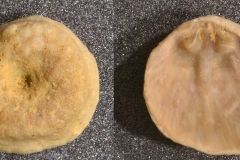 MPEP505-01