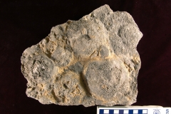 MPEP513-02