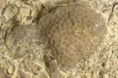 MPEP521-34