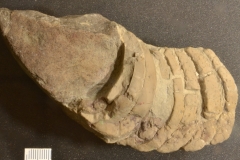 MPEP523-01