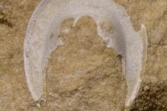 MPEP529-01