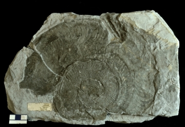 MPEP914.1