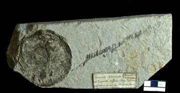 MPEP914.2