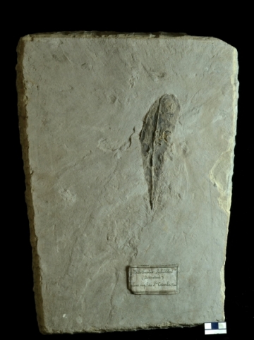 MPEP914.3