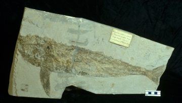 MPEP914.6