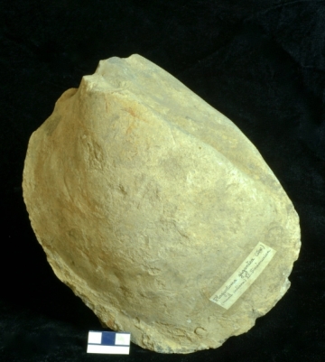 MPEP915.5
