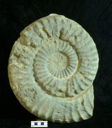 MPEP915.2
