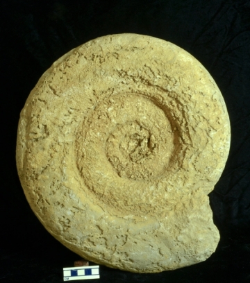 MPEP915.3
