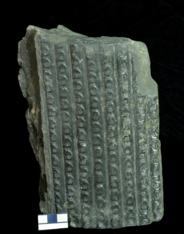 MPEP916.4