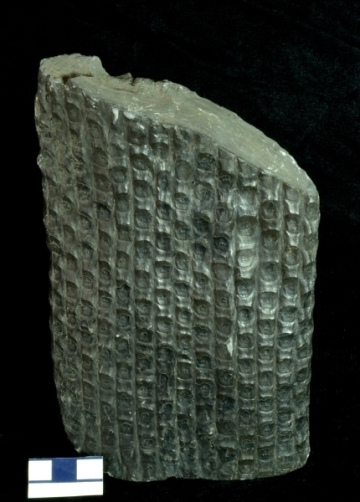 MPEP916.5